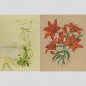 Sammlung von vier Original-Aquarellen eines Botanikers.