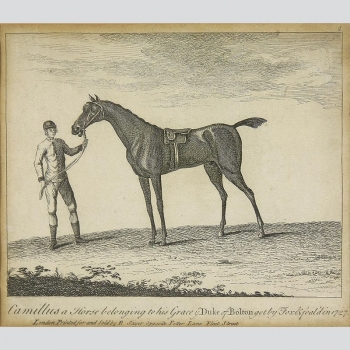 Camillus a Horse belonging to his Grace ye Duke of Bolton got by Fox & foal'd...