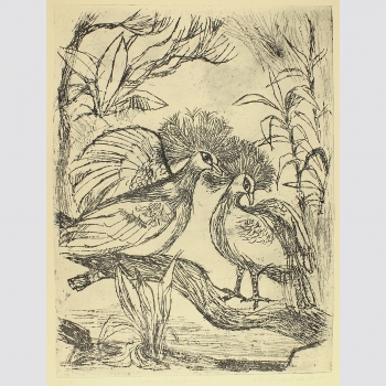 Räder, Christel: Kronentauben-Pärchen. Radierung 1962