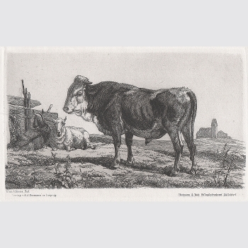 Abbema, Wilhelm von: Prächtiger Stier auf Weide. Radierung, 1894