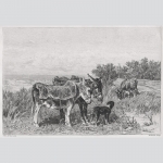 Haas: Esel auf den Dünen. Radierung von W. Woernle, 1894