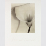 Marino, Carol: Fleurs de Lumiere. Jane Corkin Gallery, Toronto 1980.